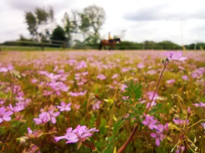 Nauka jazdy konnej dla dzieci